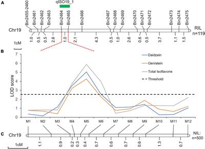 Fine-Mapping and Functional Analyses of a Candidate Gene Controlling Isoflavone Content in Soybeans Seed